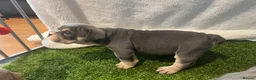 English Bulldog dogs for sale: BEAUTIFUL ENGLISH BULLDOGS  - Advert 30