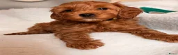 Cavapoo dogs for sale: Stunning Red F1b cavapoo puppies - Advert 24