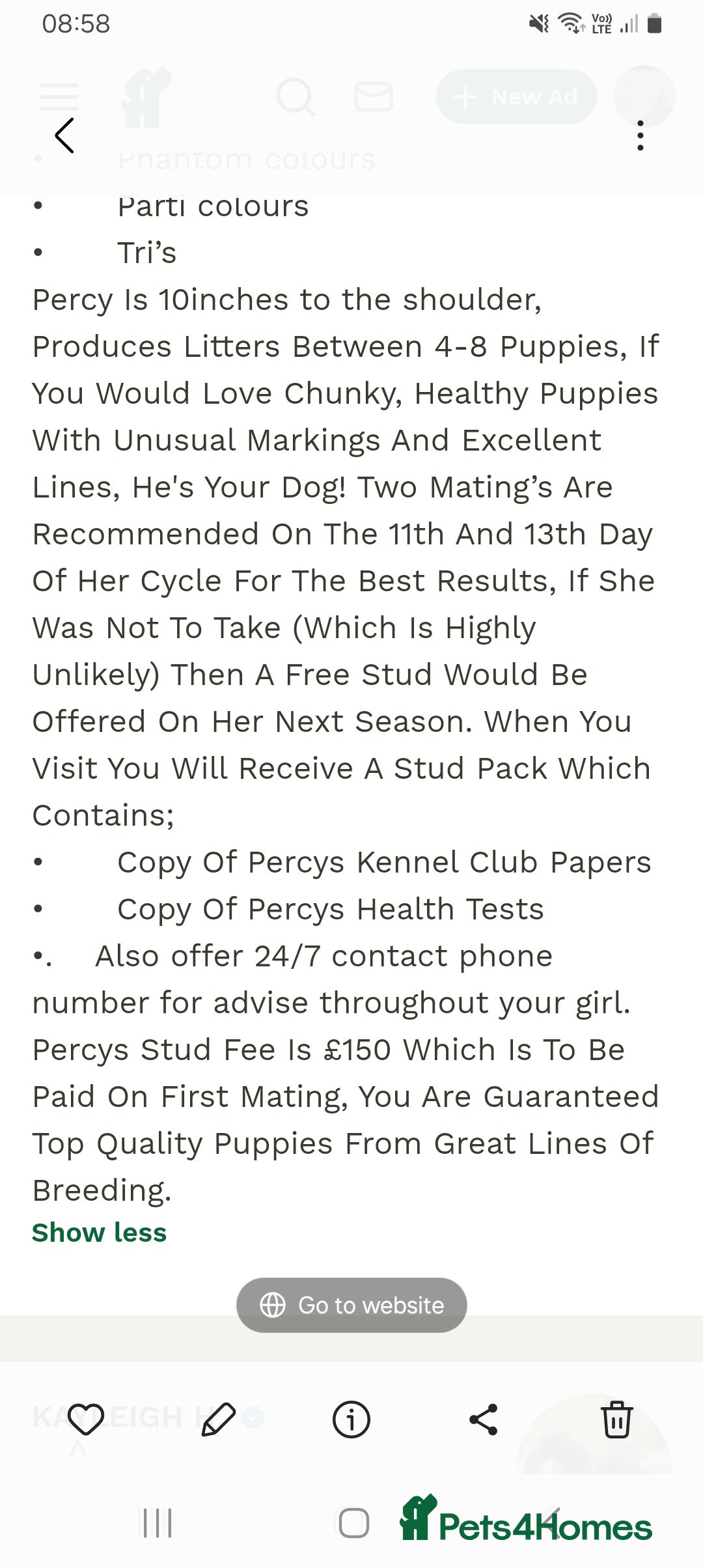 Cockapoo dogs for sale: Gorgeous F1B cockapoo  - Advert 6