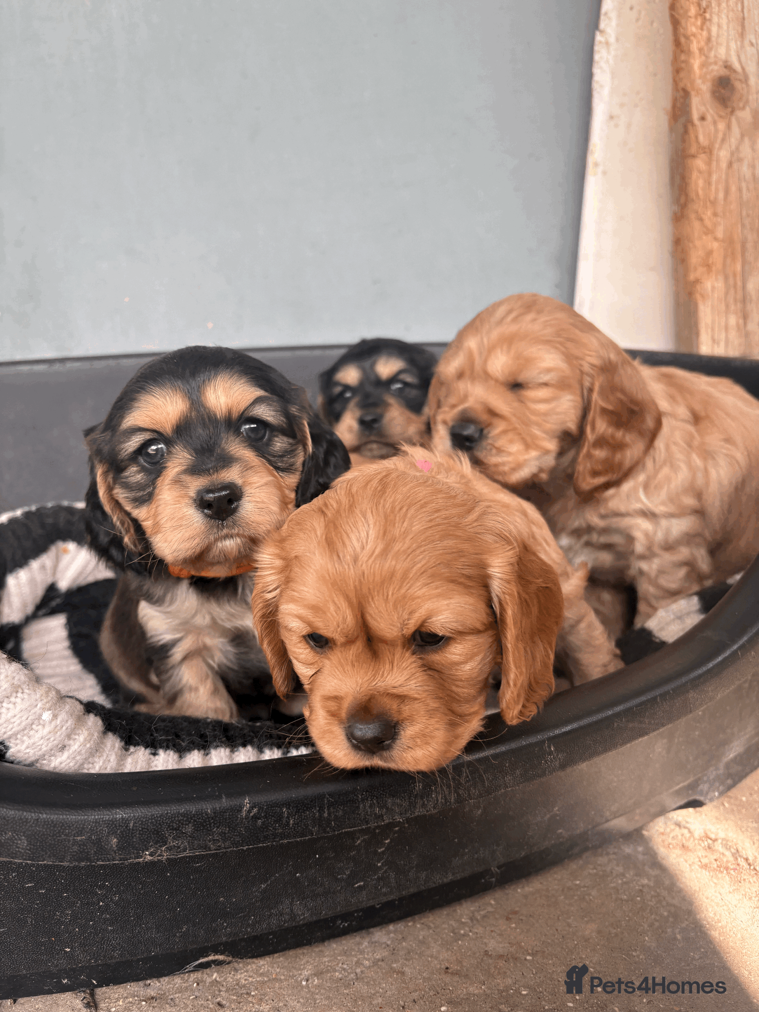 Cockalier dogs 6 BEAUTIFUL COCKERLIER PUPPIES - Advert 2