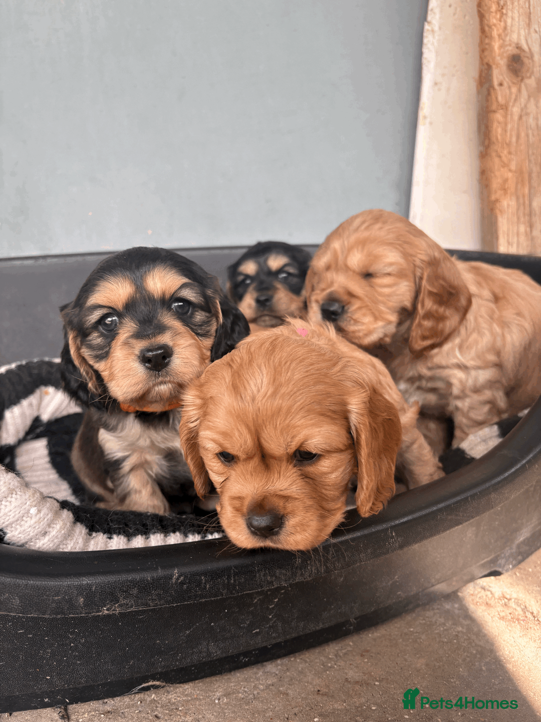 Cockalier dogs for sale: 6 BEAUTIFUL COCKERLIER PUPPIES - Advert 2