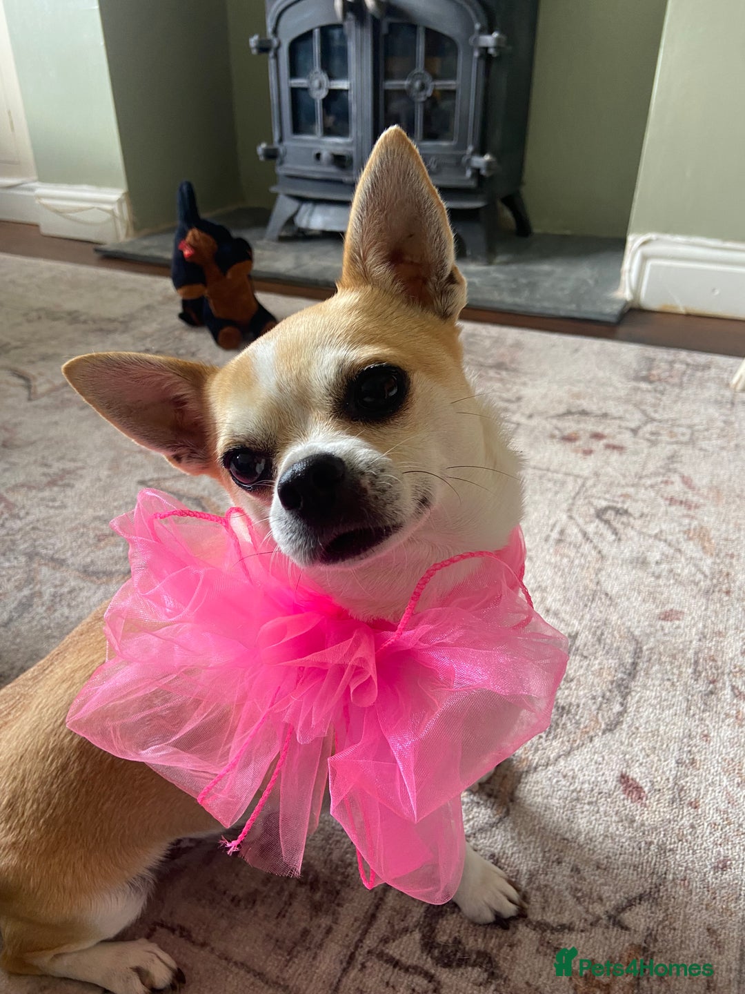 Chihuahua dogs for sale: Chihuahua for sale  - Advert 1