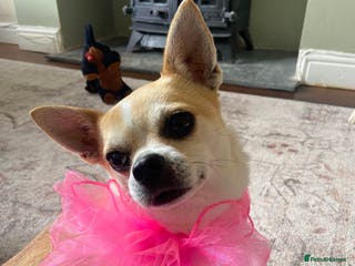 Chihuahua dogs Chihuahua for sale - Advert 3