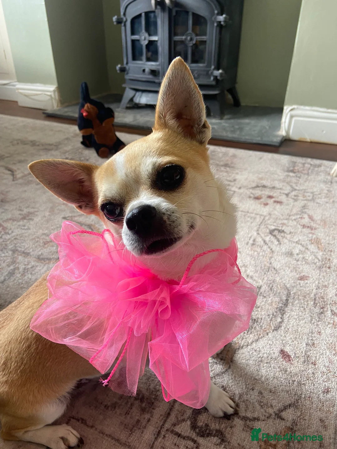 Chihuahua dogs for sale: Chihuahua for sale  - Advert 1