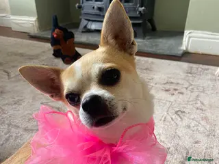 Chihuahua dogs Chihuahua for sale - Advert 8