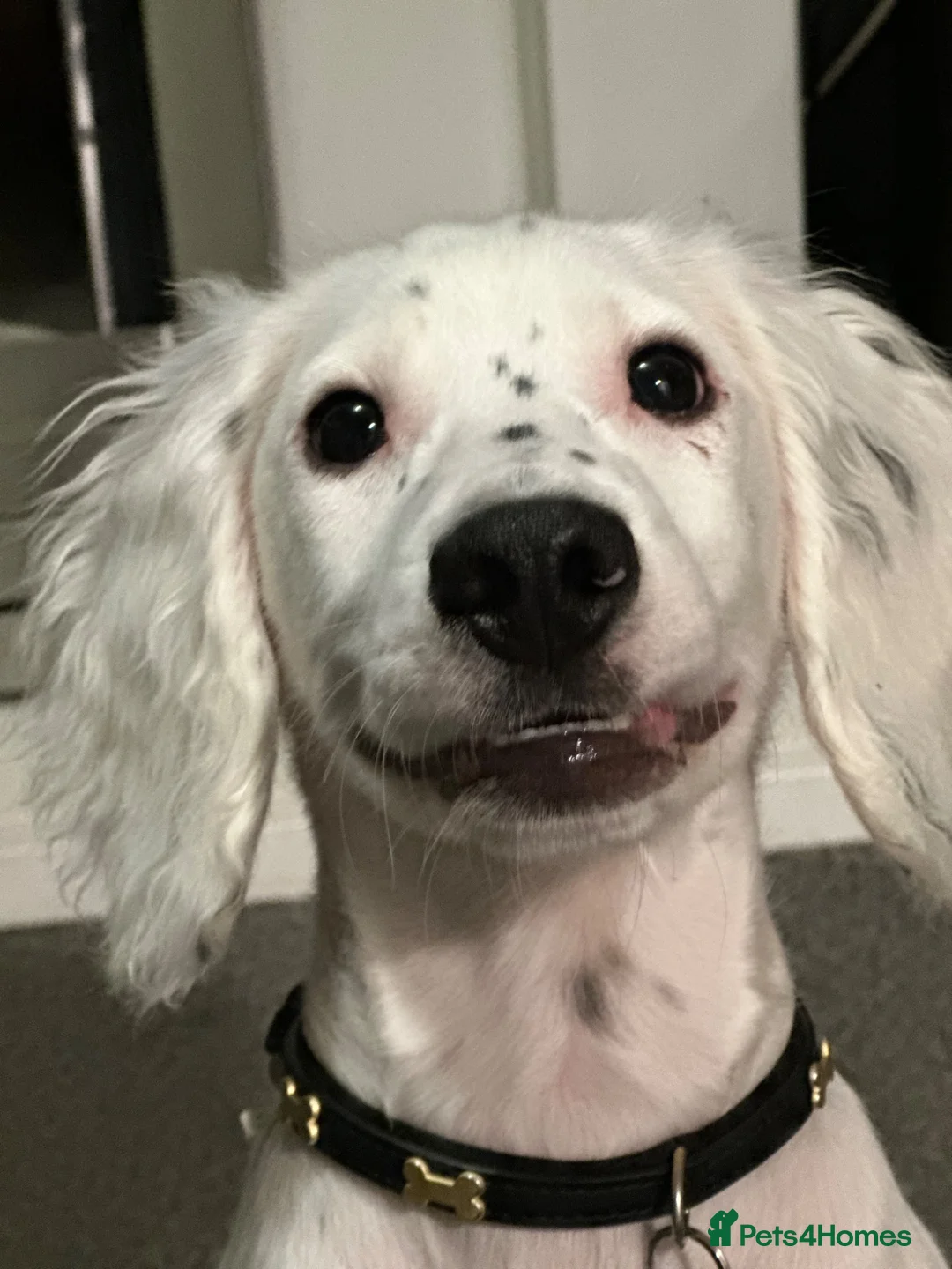 Cocker Spaniel dogs for sale: 2 11month old working cockers  in Crawley - Advert 2