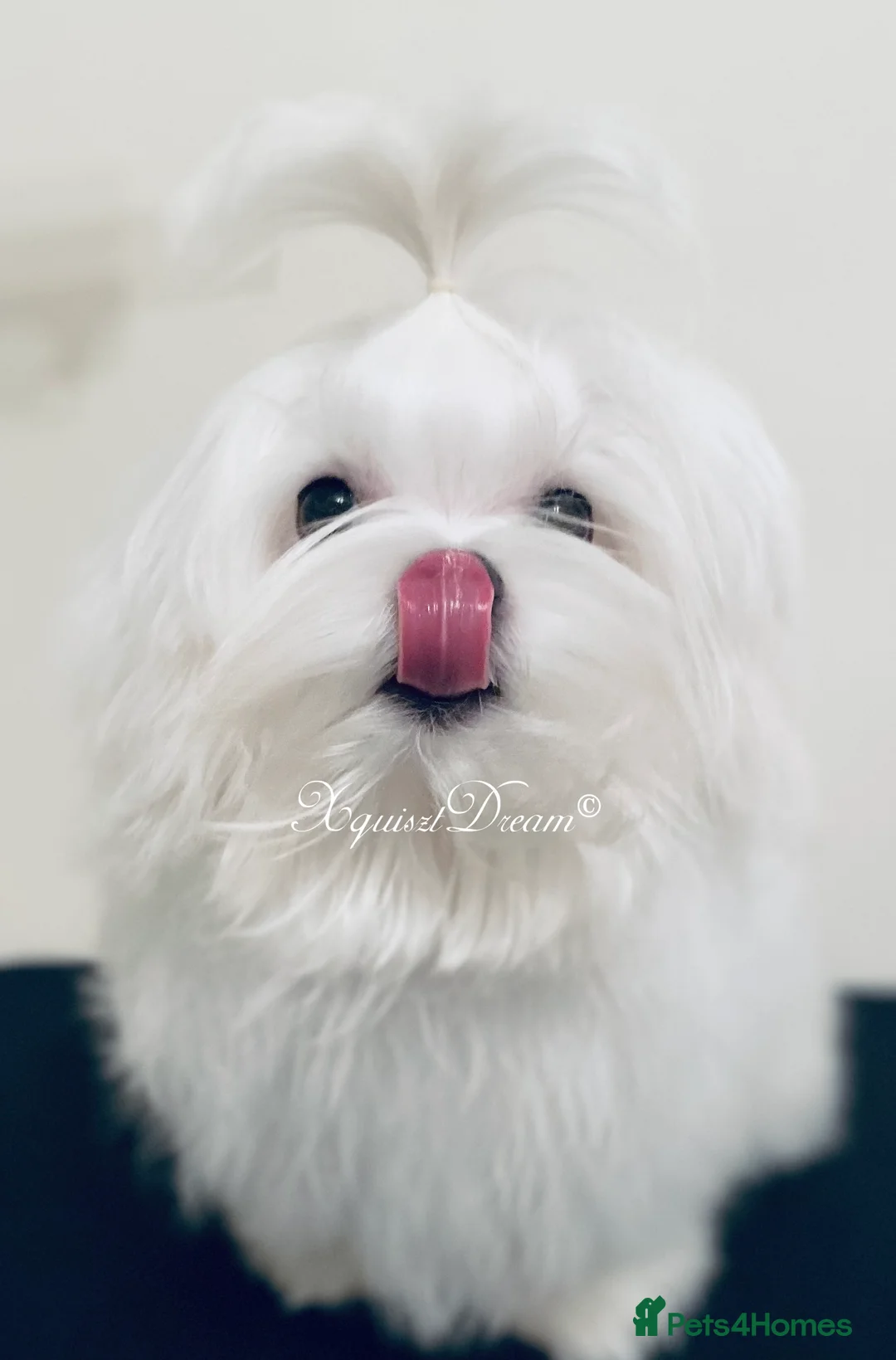 Maltese dogs for stud: OCTAVIUS Korean Maltese KC Registered Proven Stud in Halesowen - Advert 27