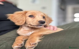 Cocker Spaniel dogs for sale: Working cocker spaniel last girl available  - Image 12