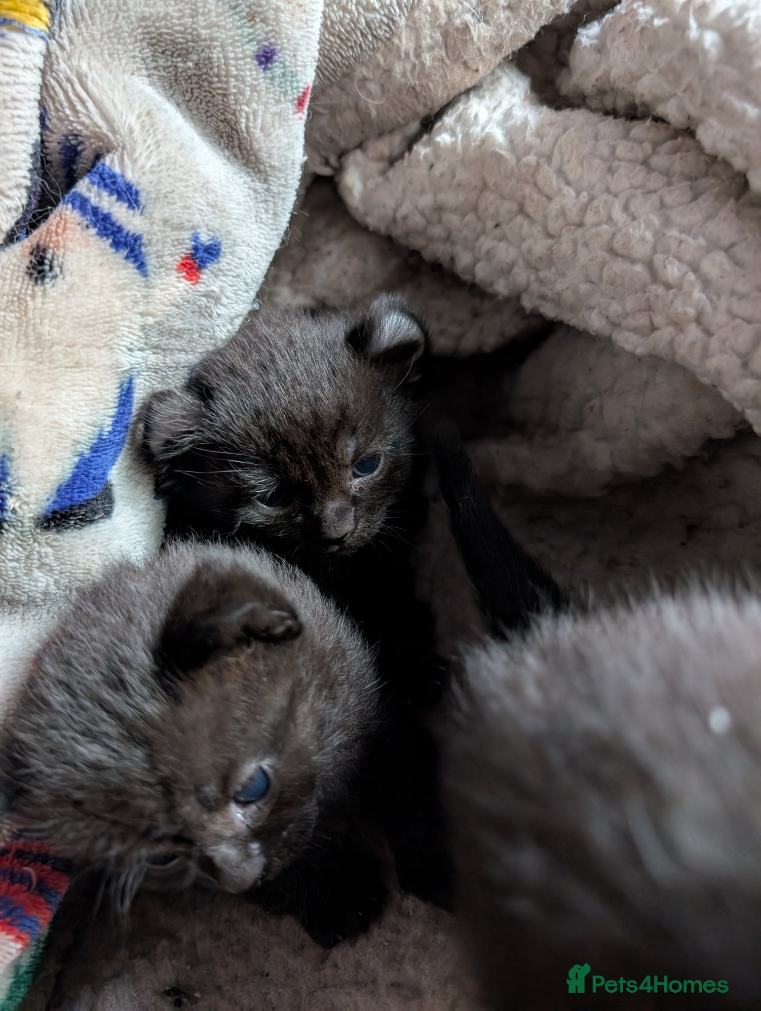 Mixed Breed cats Rare elf/BSH kittens  - Advert 18