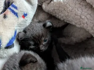 Mixed Breed cats Rare elf/BSH kittens - Advert 9