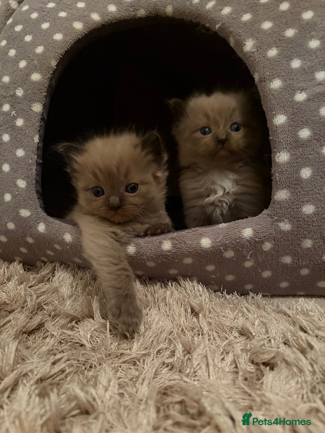 Ragdoll cats for sale: Beautiful Ragdoll Kittens For Sale  - Advert 10