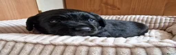 Springador dogs for sale: BEAUTIFUL SPRINGADOR PUPPIES - Advert 12