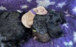 Sproodle dogs for sale: 10 FB2 sproodles puppies  - Image 3
