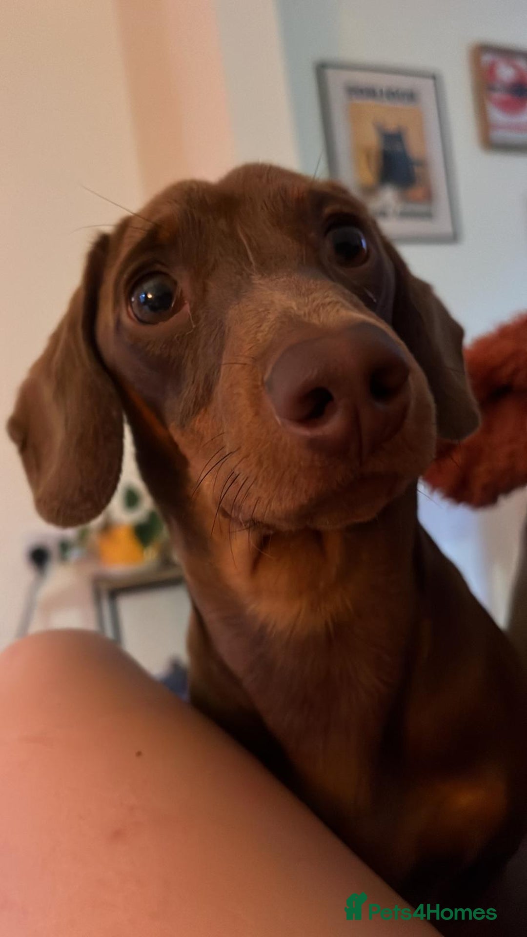 Miniature Dachshund dogs for stud: True miniature Dachshund  - Advert 5