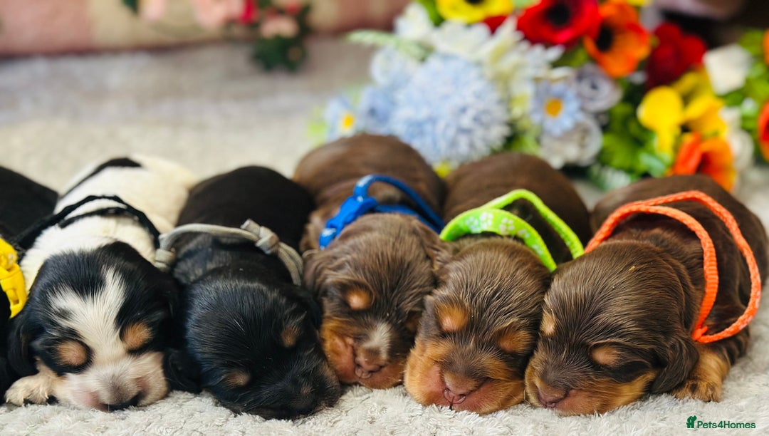 Cocker Spaniel dogs for sale: Health tested clear tan point show cocker puppies - Image 8