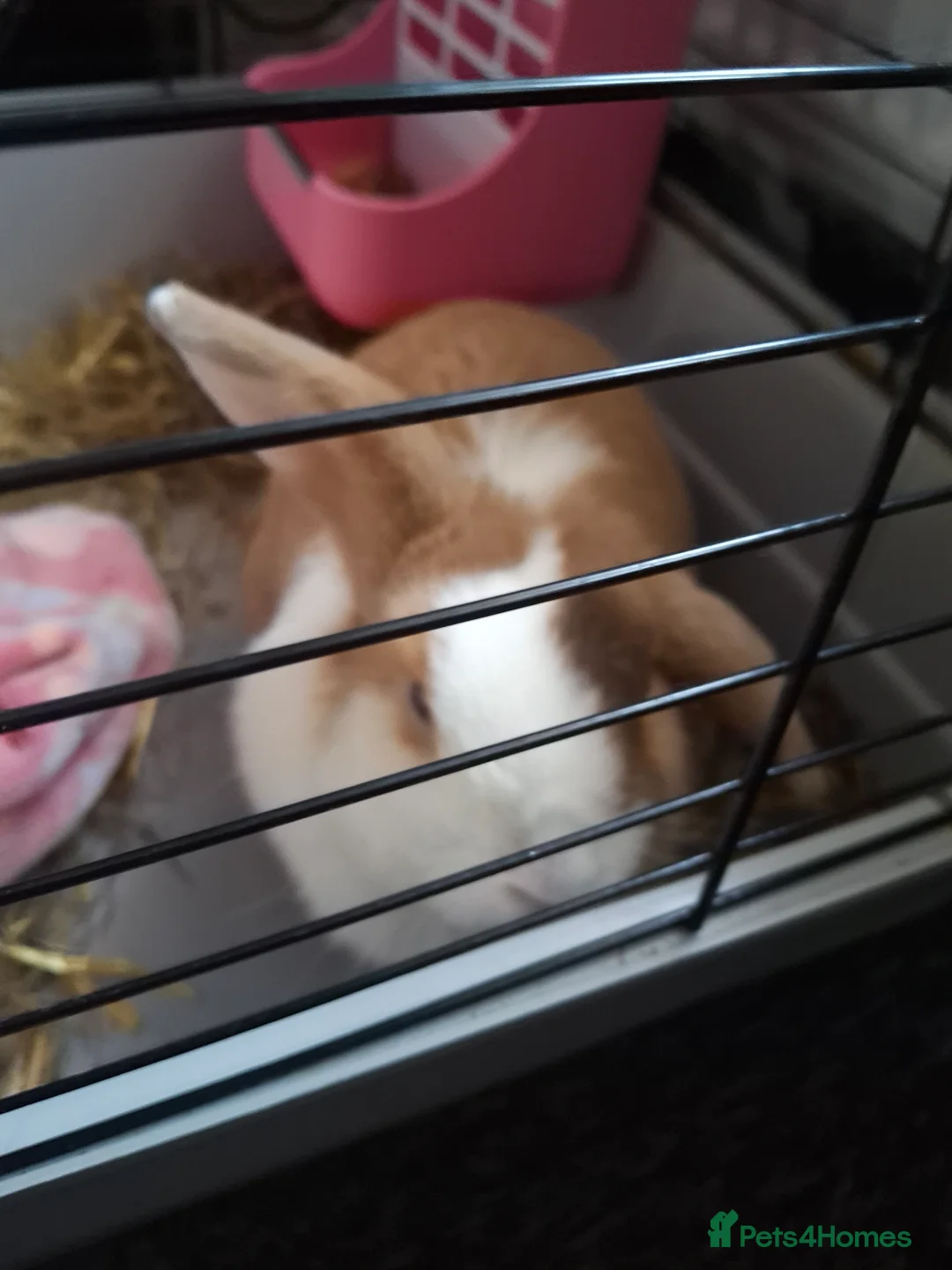 Dutch rabbits for sale: Dutch lop ear in Norwich - Advert 1