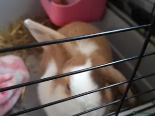 Dutch rabbits Dutch lop ear in Norwich - Advert 1