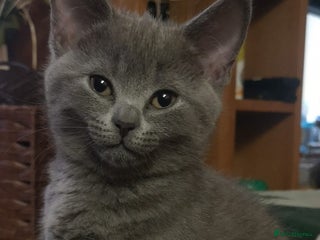 Russian Blue cats Pure Russian blue kittens. READY TO GO - Advert 7