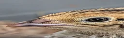 Quail poultry for sale: 2 gorgeous Coturnix quail in Battle - Advert 3