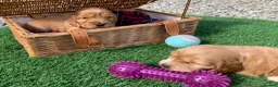Cocker Spaniel dogs for sale: Show type cocker spaniel puppies - Advert 5