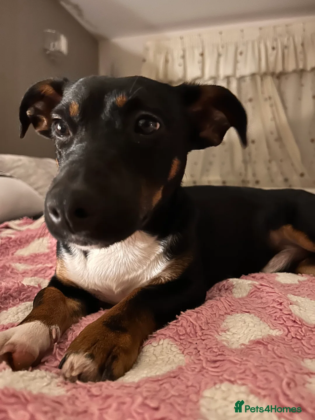 Jack Russell dogs for stud: Pure Male Jack Russell available for stud 🐶 in Holywell - Advert 5