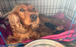 Cockapoo dogs for sale: 7 beautiful miniature cockapoos  - Image 18