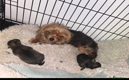 Mixed Breed dogs for sale: Tiny  **  Yorkiepoms - Image 6
