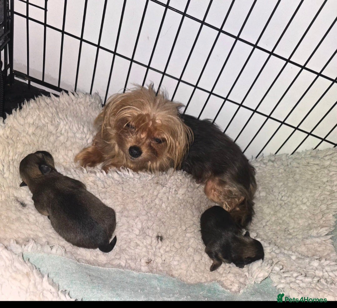 Mixed Breed dogs for sale: Tiny  **  Yorkiepoms - Image 6