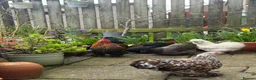 Chickens poultry for sale: Cockerels for sale  - Advert 12