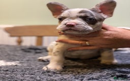 French Bulldog dogs for sale: Stunning healthy French bull dog puppies  - Image 9