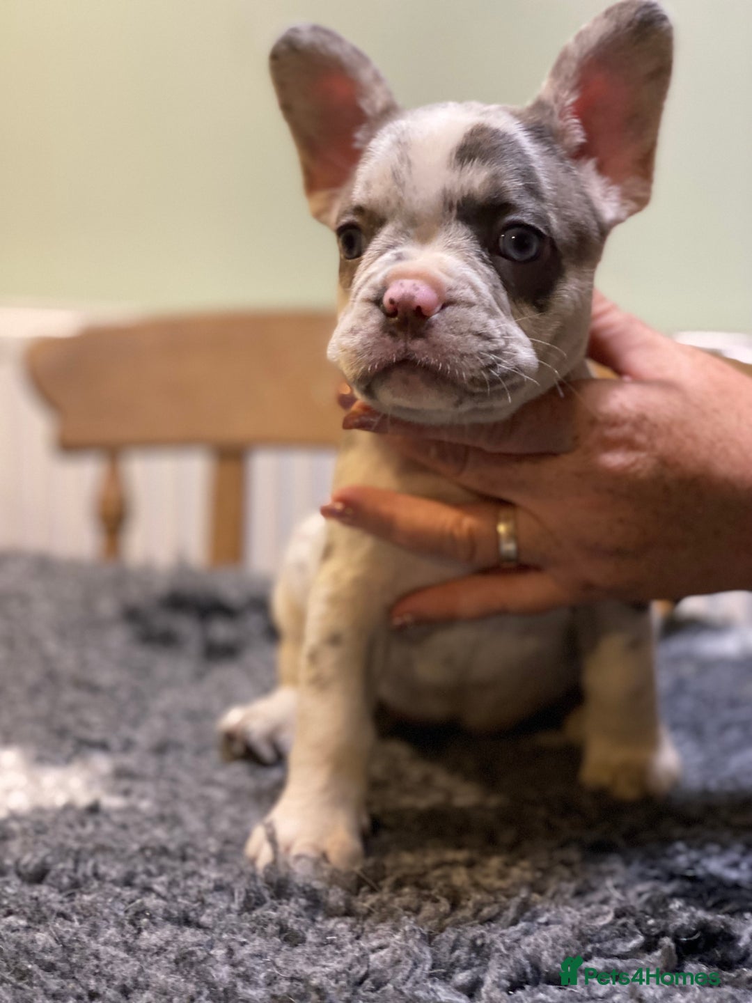French Bulldog dogs for sale: Stunning healthy French bull dog puppies  - Image 9