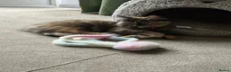 Kurilian Bobtail cats for sale: Kitten to rehome - Advert 4