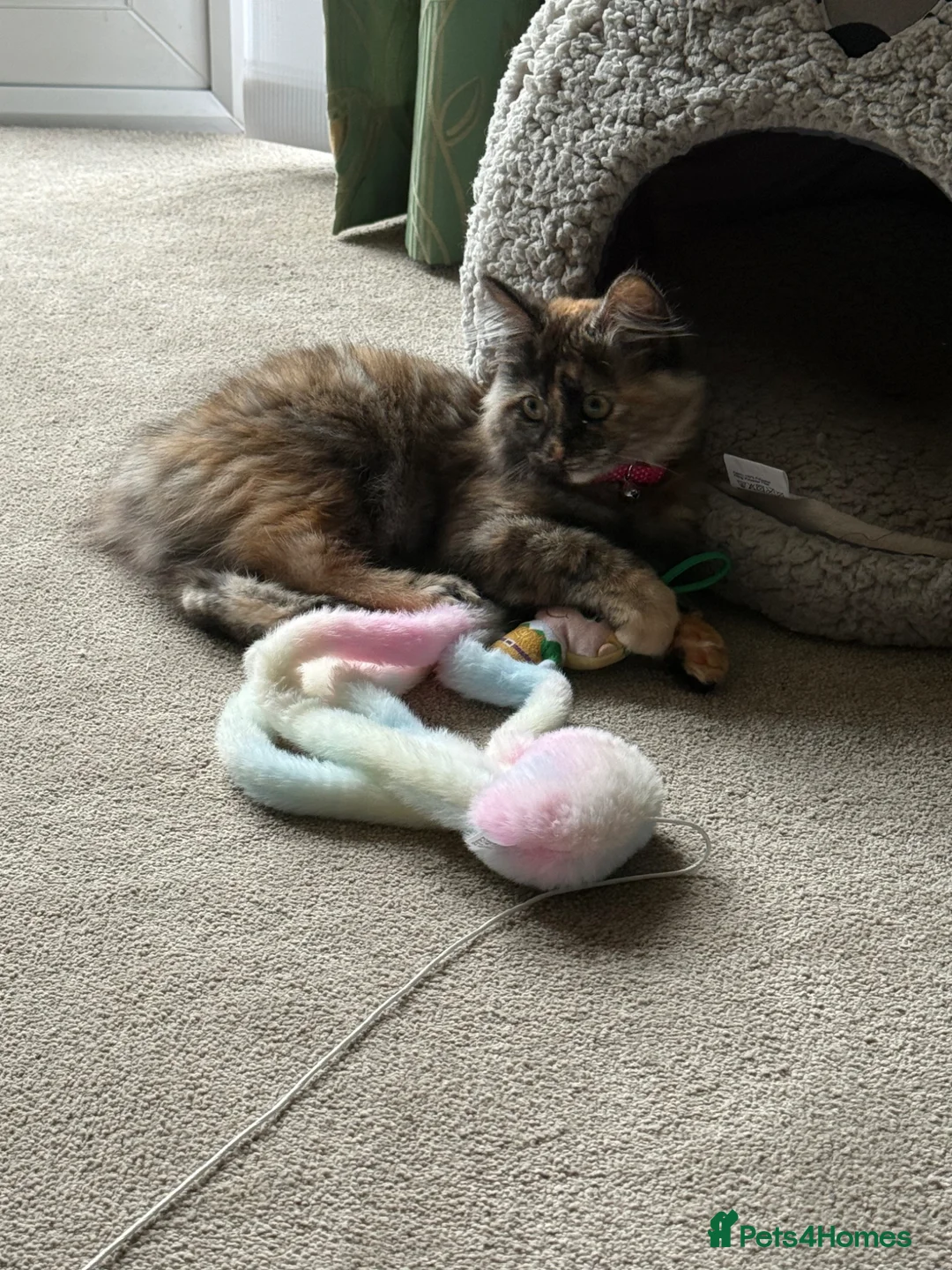 Kurilian Bobtail cats for sale: Kitten to rehome - Advert 4