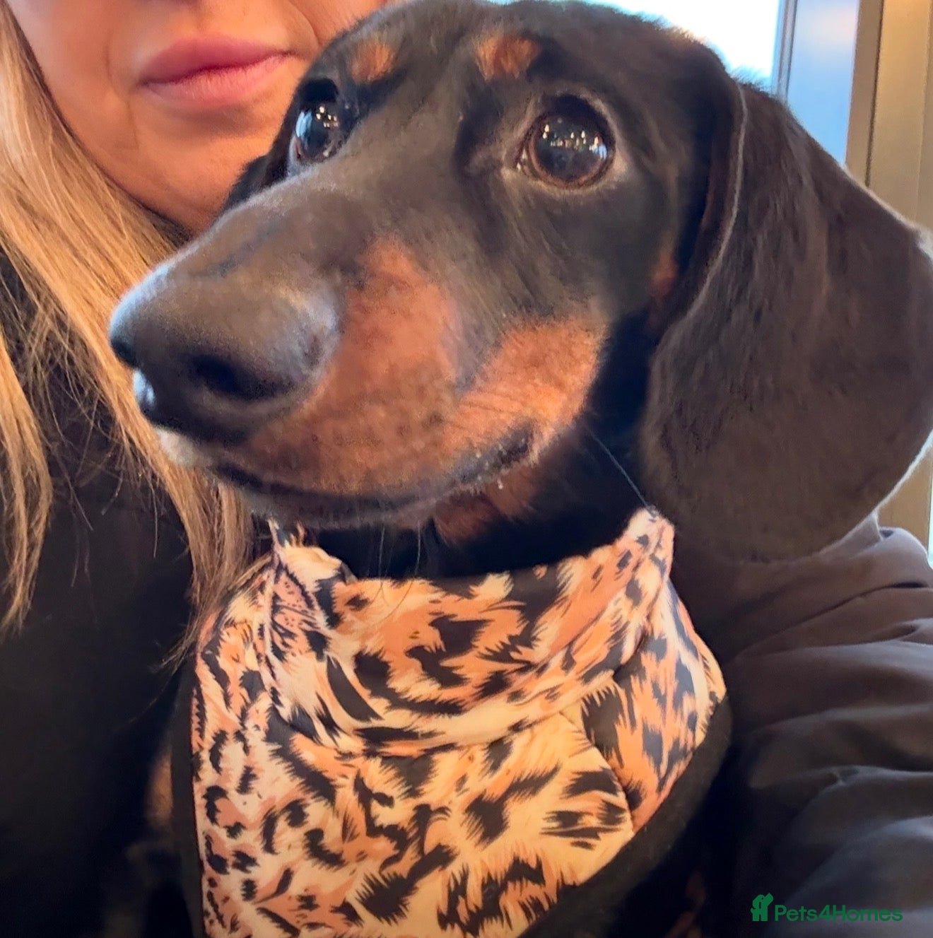 Dachshund dogs Arlo  - Advert 8