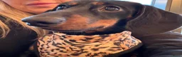 Dachshund dogs for sale: Arlo  - Advert 1