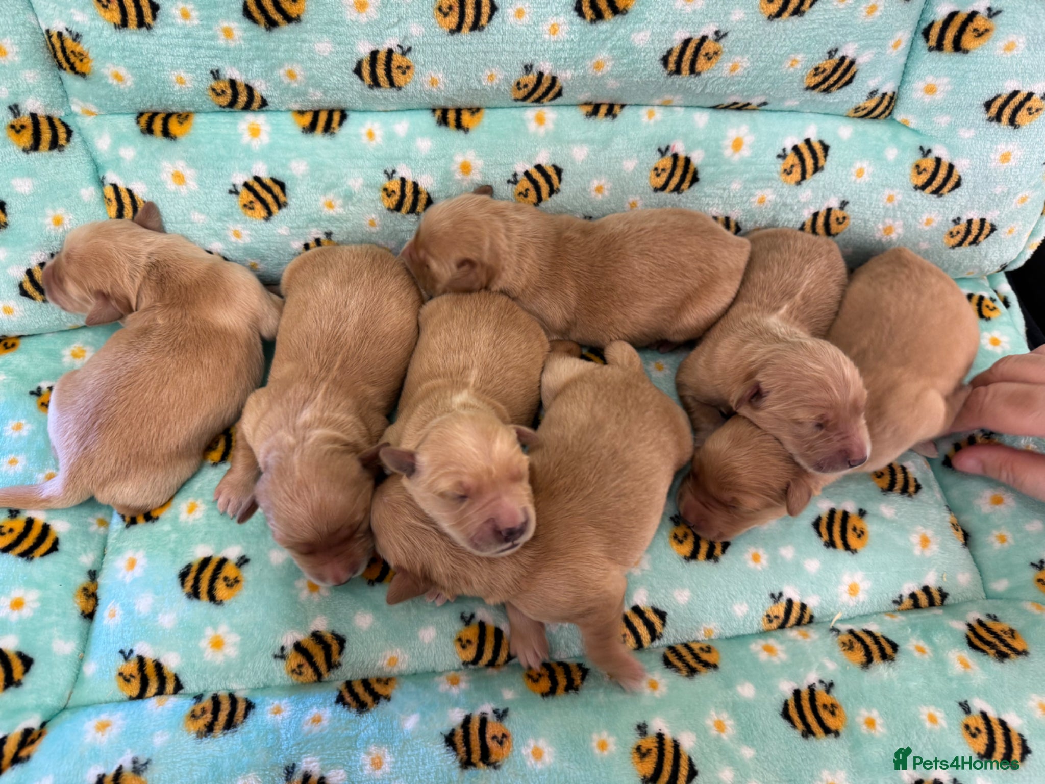 Golden Retriever dogs Stunning K.C Reg Health tested Golden Retrievers - Advert 2