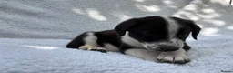 Mixed Breed dogs for sale: German shepherd mix puppies! - Advert 3
