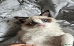 Ragdoll cats for sale: 2 beautiful kittens free to a good home - Image 5