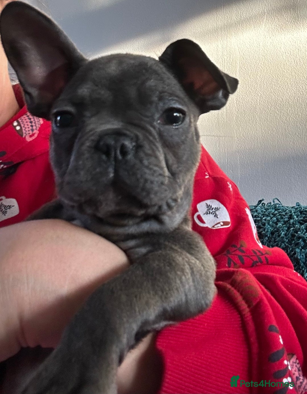 French Bulldog dogs for sale: French Bulldog Blue Girl 12 weeks old ! Last one - Advert 29
