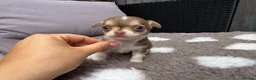 Chihuahua dogs for sale: 🐶Tiny exquisite RARE blue, Lilac & Chocolate Tri  - Advert 26