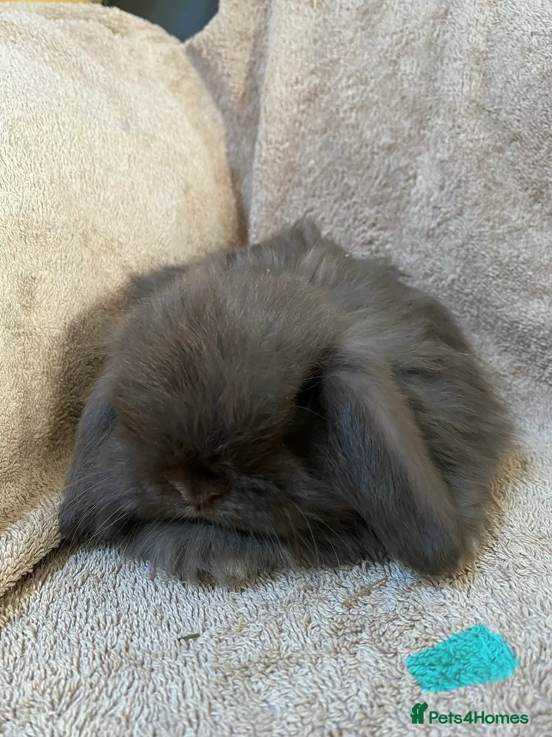 Mini Lop rabbits for sale: Mini lop litter. Includes chocolate. - Advert 6