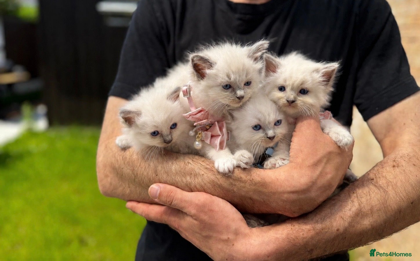 Ragdoll cats Ragdoll Blue Point  - Advert 5