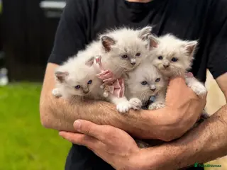 Ragdoll cats Ragdoll Blue Point - Advert 5