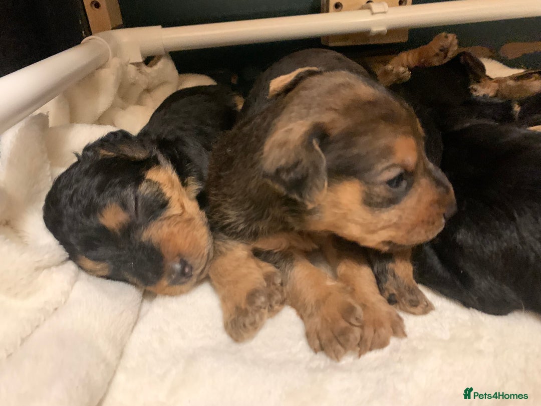 Lakeland Terrier dogs for sale: Lakeland Terrier pups - working style black & tan! - Image 9