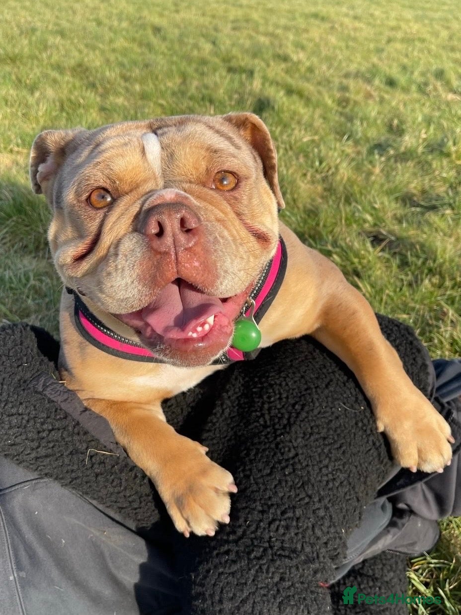 English Bulldog dogs New English bulldog  - Advert 2
