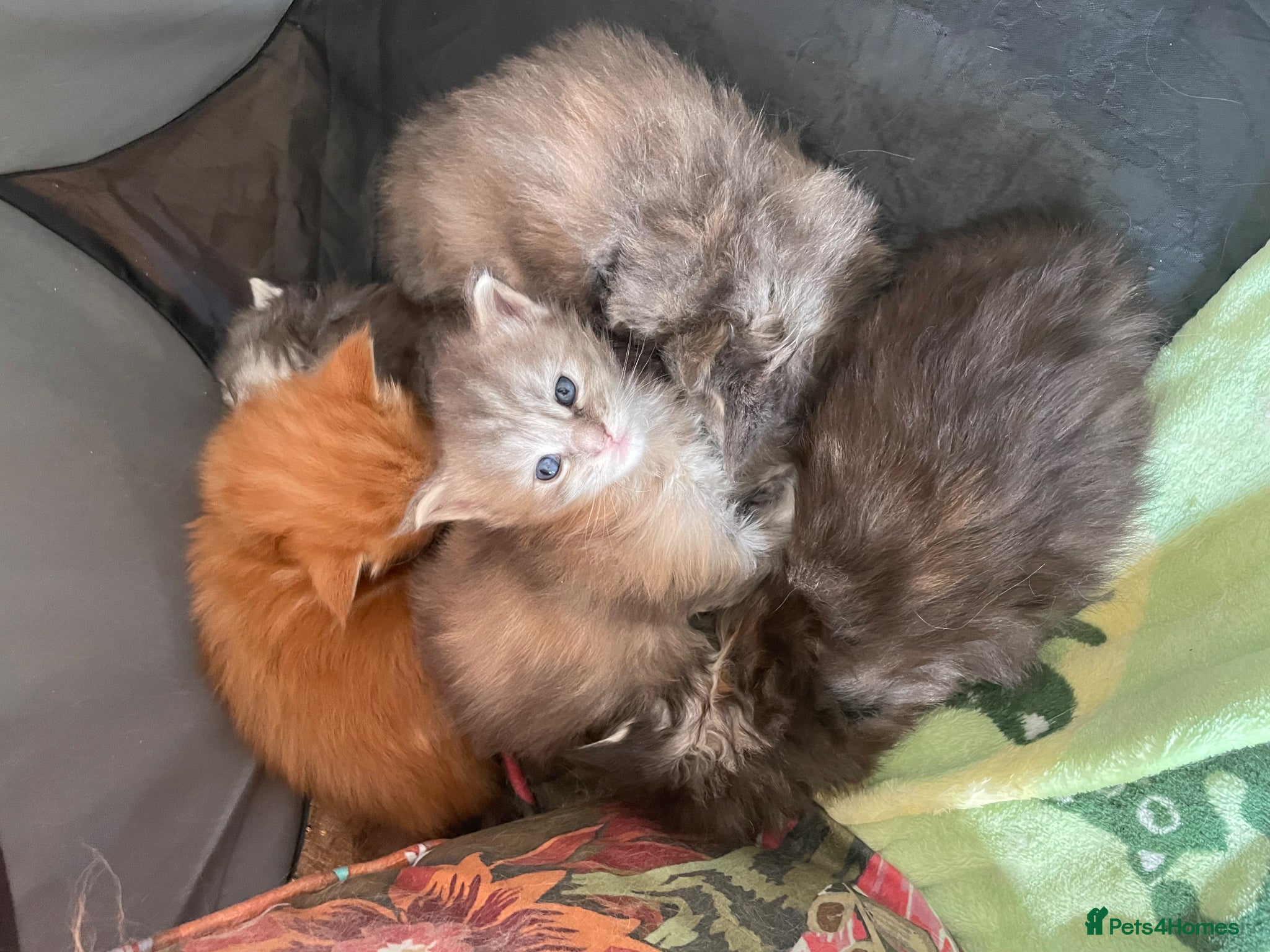 Maine Coon cats Adorable Maine Coon Kittens  - Advert 14