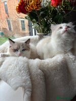Ragdoll cats Beautiful two GCCF kittens. Blue Bicolour Ragdolls - Advert 3