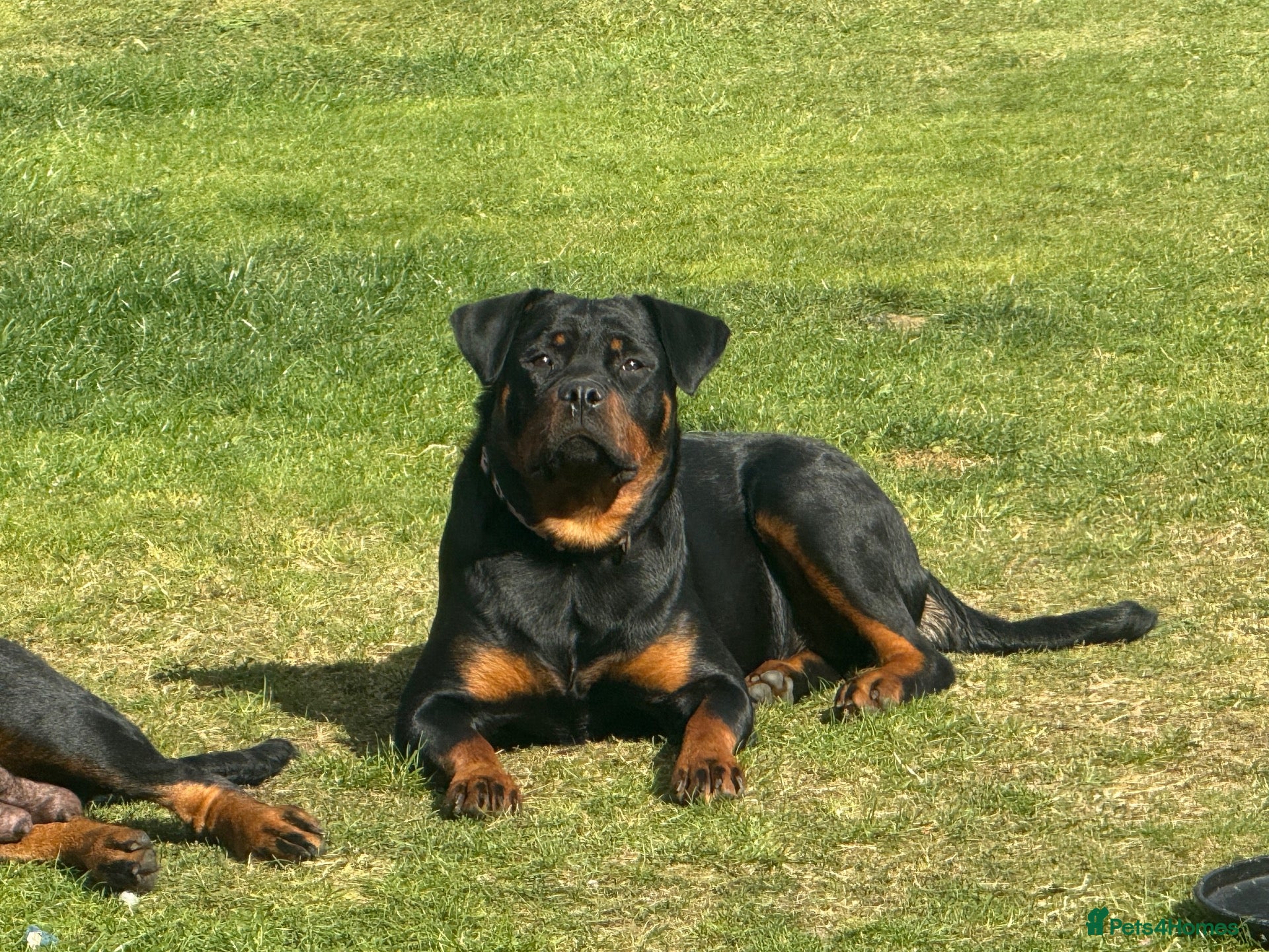 Rottweiler dogs Rottweiler kc reg - Advert 6