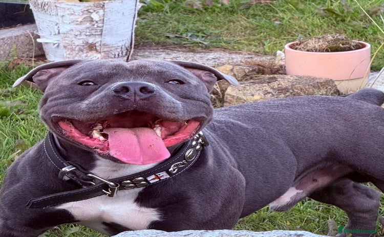 Staffordshire Bull Terrier dogs - Advert 13
