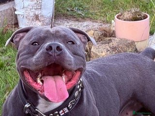 Staffordshire Bull Terrier dogs - Advert 22